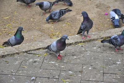 High angle view of birds perching on ground