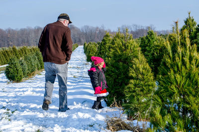 Grandpa and little girl scan rows of christmas trees for sale at a michigan tree farm