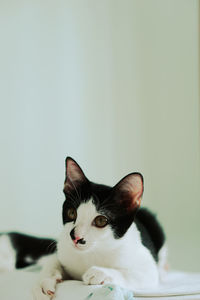 Close-up of cat looking away against white background
