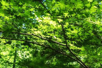 Low angle view of trees in forest