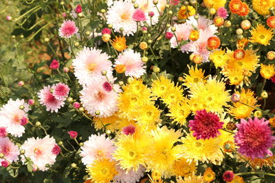 Close-up of yellow flowers