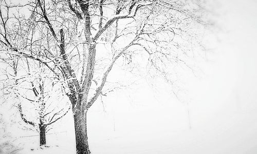 Low angle view of bare tree