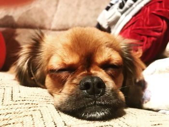 Close-up of dog lying on floor