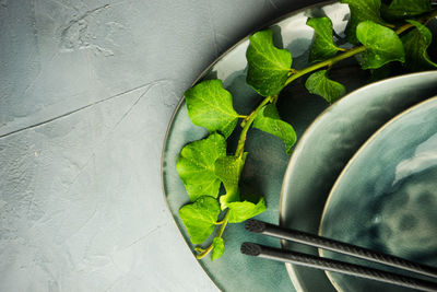 High angle view of green leaves on plant