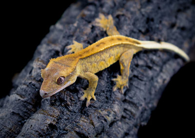 Close-up of lizard on rock