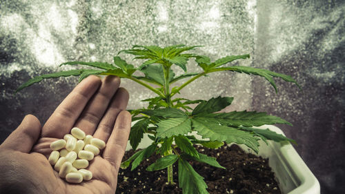 Cropped hand holding pills against plant 