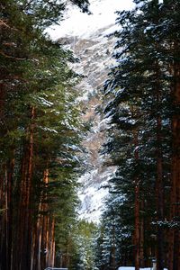 View of trees in forest