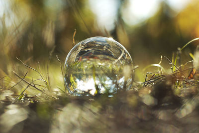 Close-up of water drops on glass ball