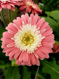 Close-up of pink flower blooming outdoors