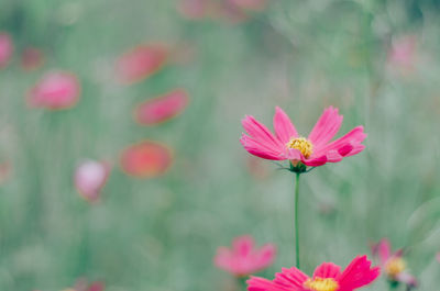 Close-up of pink cosmos flower