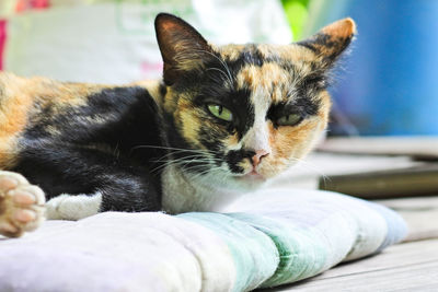 Close-up portrait of a cat