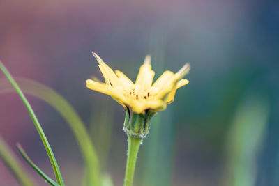 Close-up of plant against blurred background