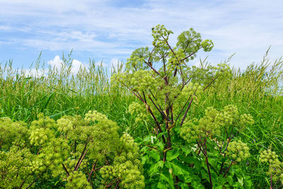 Close-up of flowering plants on land against sky