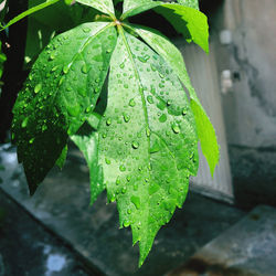 Close-up of wet plant during rainy season