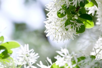 Close-up of white flowering plant