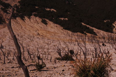 High angle view of trees on land