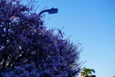 Low angle view of pink flower tree against blue sky