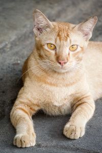 Close-up portrait of tabby cat