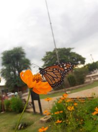 Close-up of butterfly pollinating on yellow flower