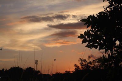 Low angle view of silhouette plants against dramatic sky