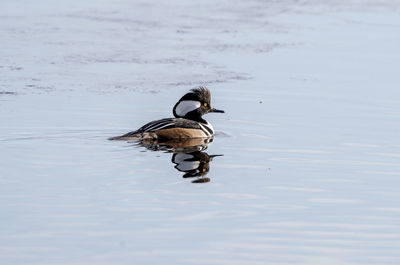 Duck swimming on lake