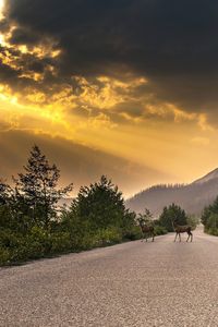 View of road by trees against sky during sunset