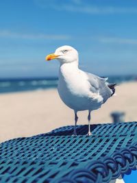 Close-up of seagull perching on beach,