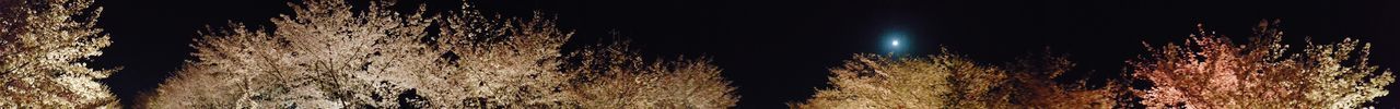 PANORAMIC SHOT OF ILLUMINATED TREE TRUNK AT NIGHT