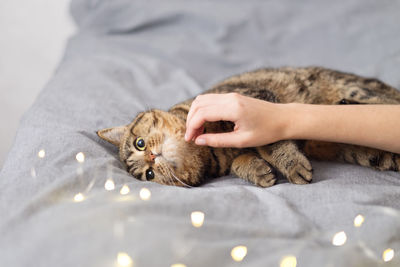 The hostess is stroking her cat. the cat is lying on the bed with christmas lights. 