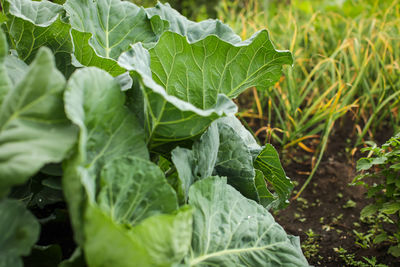 Close-up of vegetables on field