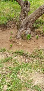 Plants growing on land