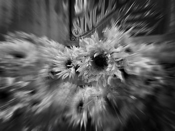 Close-up of dandelion on flower