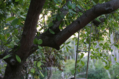 Close-up of fresh green tree