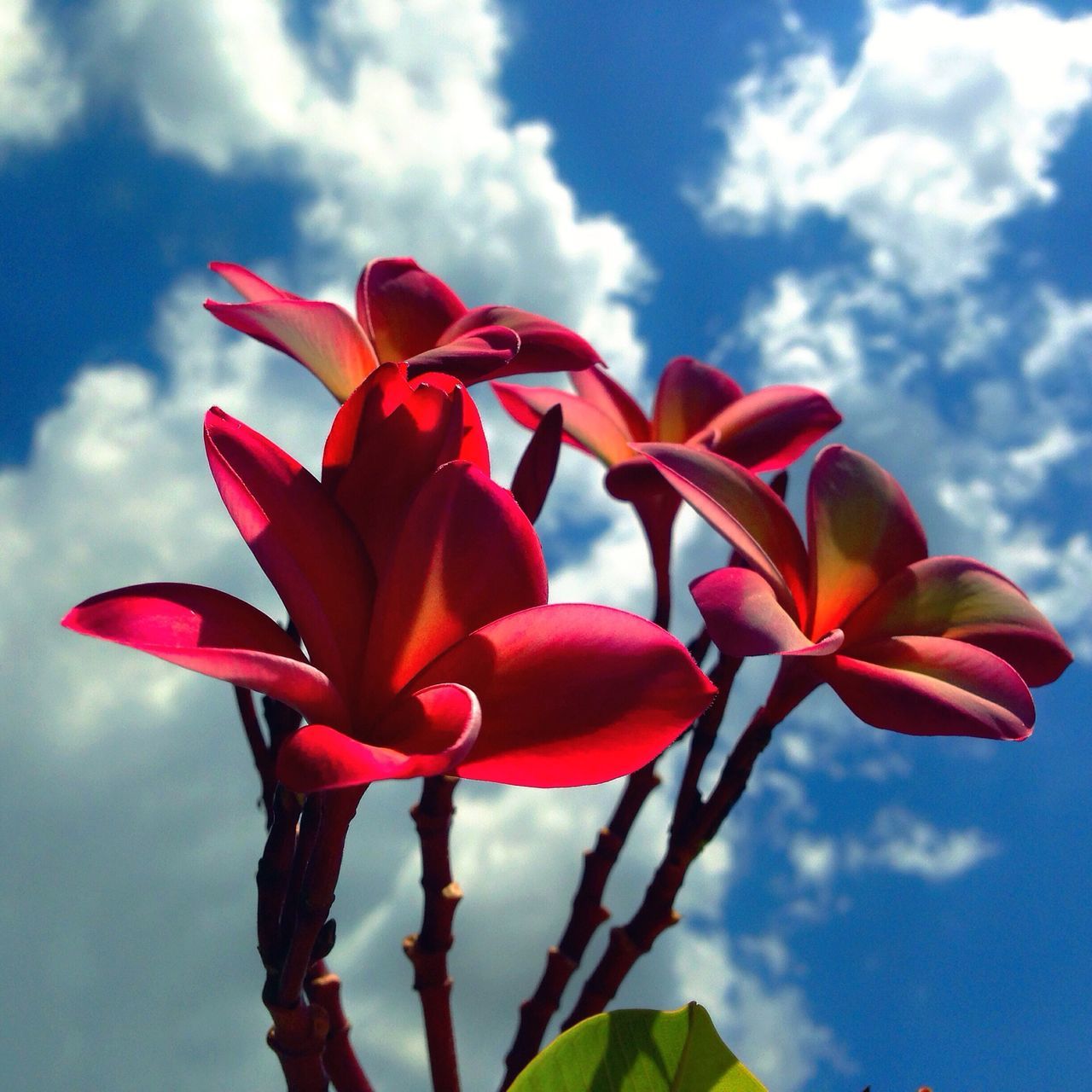 flower, sky, petal, freshness, fragility, growth, beauty in nature, red, flower head, cloud - sky, nature, low angle view, close-up, plant, cloud, blooming, focus on foreground, leaf, stem, bud