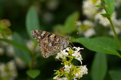 Close-up of butterfly pollinating on flower