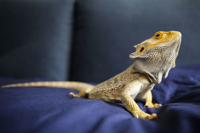 Close-up of a lizard on bed
