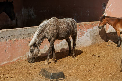 Photo of a brown pony in a stable