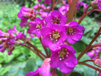 Close-up of pink flowers
