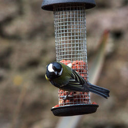 Bird perching on feeder