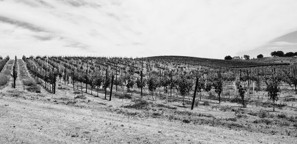 Scenic view of vineyard against sky