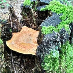 Plants growing on tree trunk