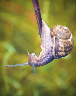 Close-up of snail