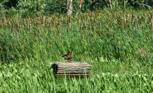 Bird on a field