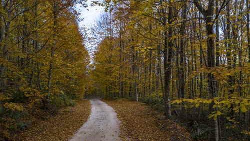 Road amidst trees in forest during autumn