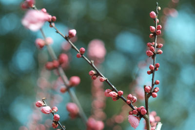 Close-up of pink berries on branch