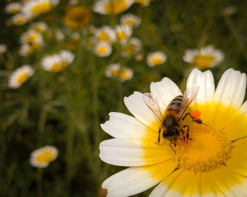 Close-up of bee on yellow flower