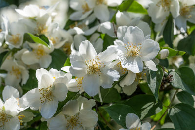 Close-up of white flowering plants