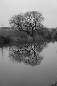 Bare tree by lake against sky