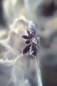 Close-up of flower