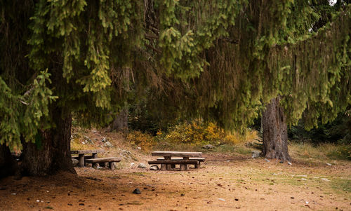 Empty bench in park